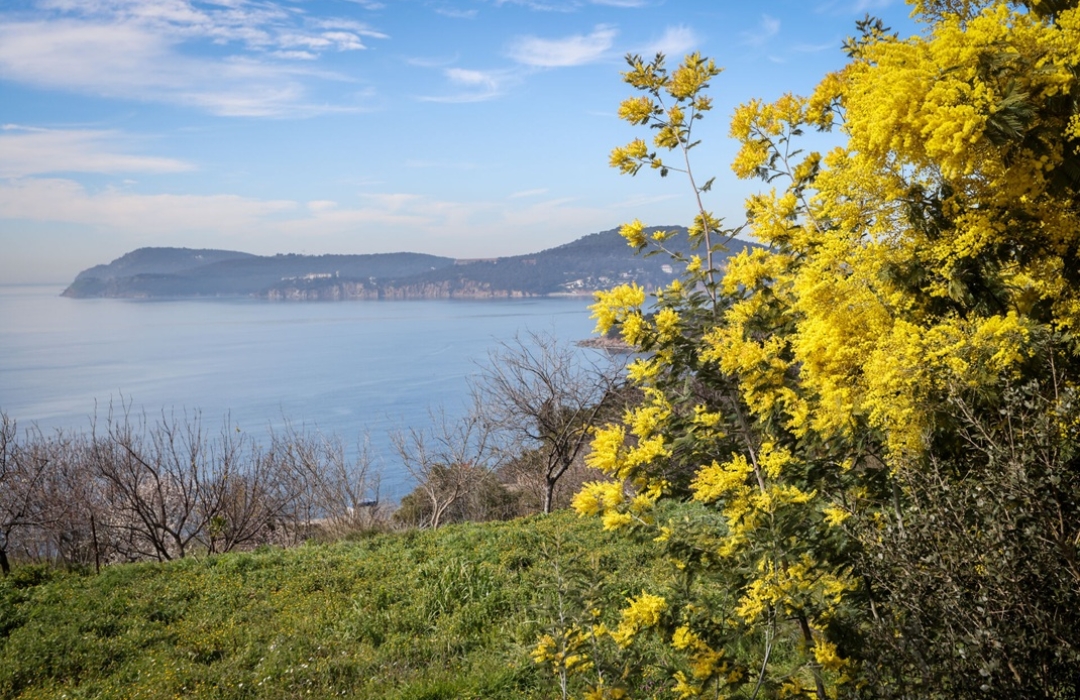 BÜYÜKADA MİMOZA ÇİÇEĞİ FESTİVALİ DOĞA YÜRÜYÜŞÜ - Doğa Sporları Etkinliği
