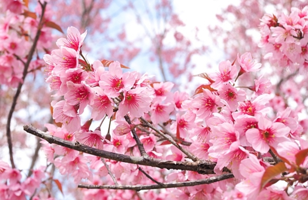 SAKURA KİRAZ ÇİÇEĞİ TACİR KÖYÜ  DOĞA YÜRÜYÜŞÜ - Doğa Sporları Etkinliği