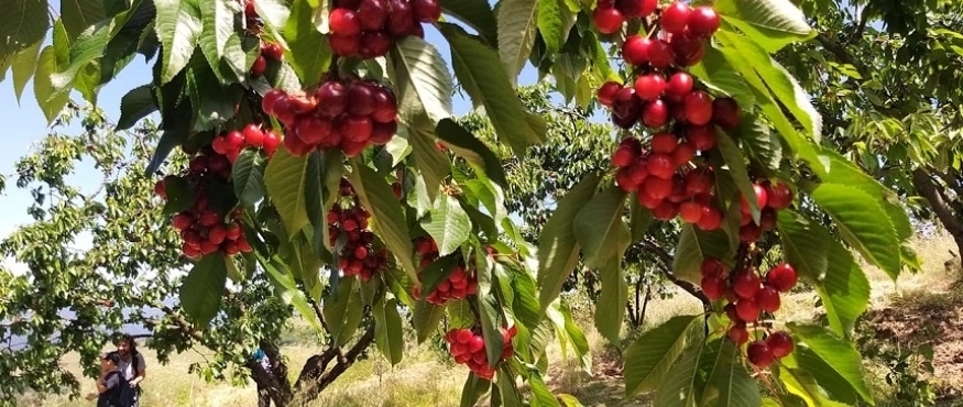 YUDOSK GELENEĞİ 28. KİRAZ SEFERİ  TACİR KÖYÜ DOĞA YÜRÜYÜŞÜ
