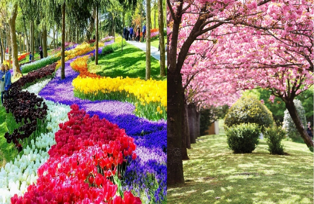 EMİRGAN LALE BAHÇESİ VE SAKURA JAPON BAHÇESİ DOĞA YÜRÜYÜŞÜ - Doğa Sporları Etkinliği