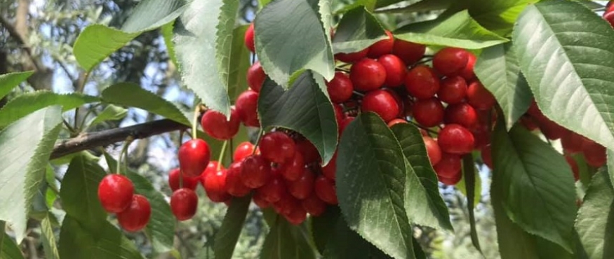 YUDOSK GELENEĞİ KİRAZ SEFERİ 15